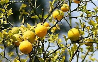 枸橘图片，枸橘树长什么样子图片