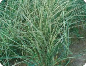 芒草是什么植物，芒草和芦苇的区别