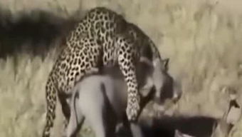 蝇营狗苟是什么意思