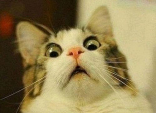 无影无踪造句二年级，无影无踪造句10个字