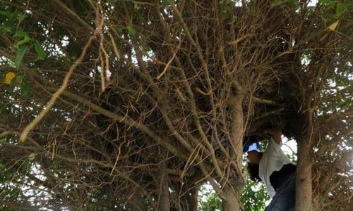 什么的小树苗，什么的小树在春风中什么什么三年级