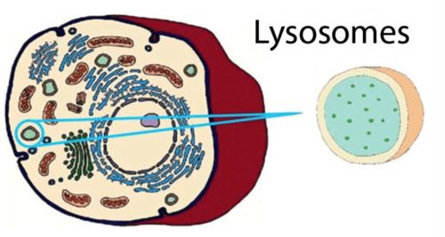 溶酶是什么?