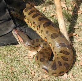 本草纲目・鳞部・蚺蛇原文及翻译,本草纲目・鳞部・蚺蛇原文及翻