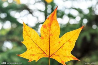 梧桐树叶简笔画，梧桐树叶怎么画