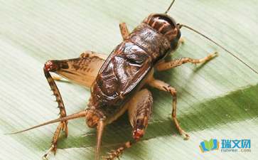 蟋蟀的住宅教案第一课时，蟋蟀的住宅课堂笔记