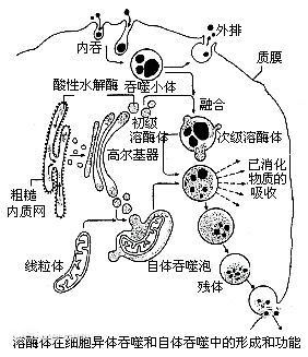 溶酶体内含有多种水解酶,为什么溶酶体膜不被分解，溶酶体有膜吗
