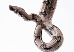 梦见家里好多蛇,家人一起抓蛇，梦见家里好多蛇大大小小到处是