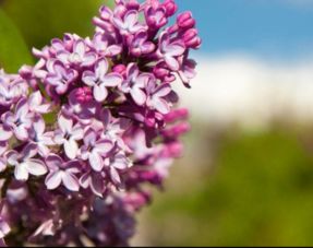 描写植物的好段100字，描写植物的好段摘抄10字
