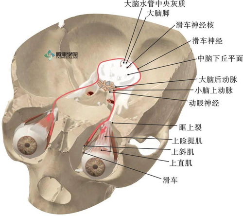 滑车神经损伤，滑车神经支配