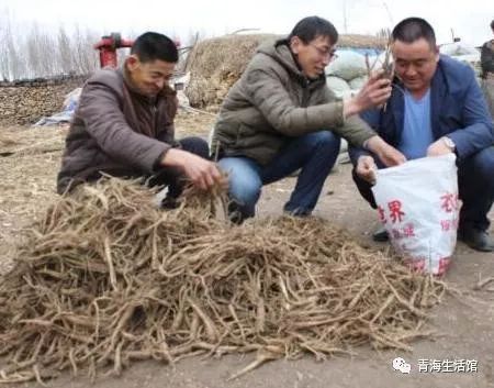 荠苨的功效与作用，荠苠怎么读