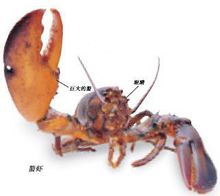 螯虾，螯蟹读音