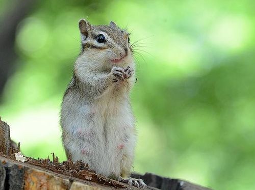 属鼠今年多大岁，属蛇今年多大了属什么