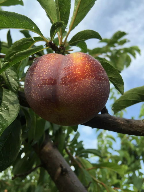 檇李与槜李区别