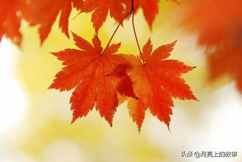 什么的霜叶填合适词语，什么的枫叶填合适词语2个字