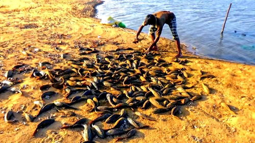 泛滥成灾的意思