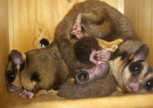 有袋目动物，有袋目有哪些科