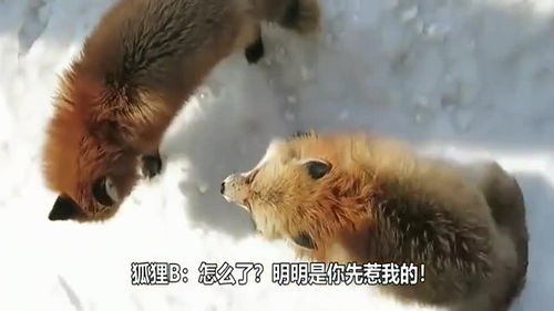 狐狸吵架歇后语是什么意思 给大家介绍一下