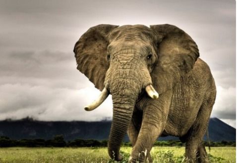 动物园里有哪些动物?