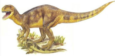 斑龙的体型特征有哪些特点?