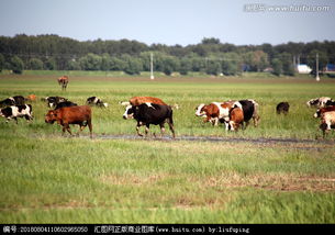 放牧的意思是什么