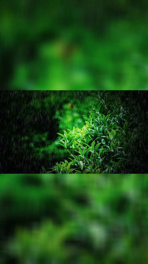 雨纷飞旧故里草木深是什么歌曲，雨纷飞原唱