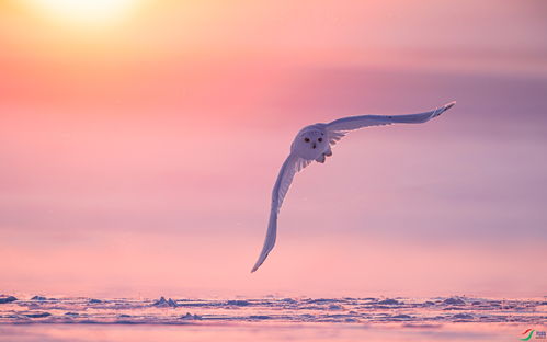 逆光飞行的鲸小说免费阅读，逆光飞行完整版歌词
