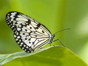 蝴蝶的特点简写20字，蝴蝶的特点和外貌描写20字