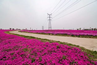 开花香味浓的花卉有哪些