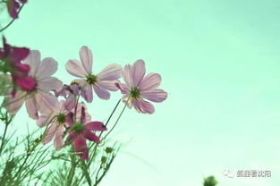芳草鲜美啥意思，芳草鲜美的鲜美