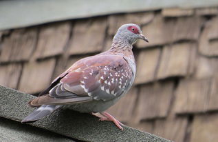 鸽子咕咕的叫是什么意思