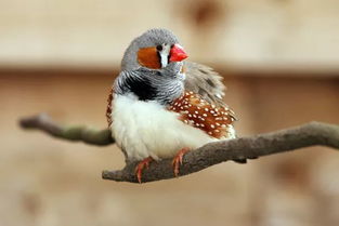 珍珠鸟课文原文解析，珍珠鸟课文教案