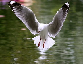 gull为什么翻译成易受骗的人,有什么理由吗