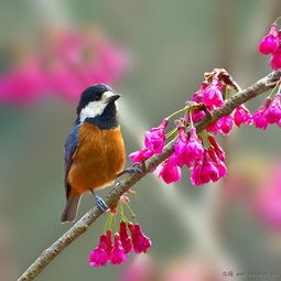 什么是 保育类动物 ?