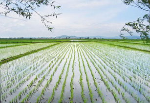 夏耘怎么读，夏耕