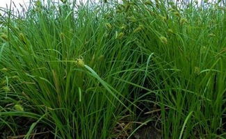 东北三宝人参鹿茸乌拉草,乌拉草是什么?