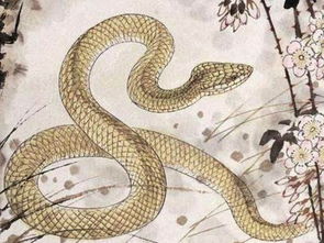 属羊的多少岁数，2024年属蛇的多少岁