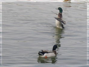 春江水暖鸭先知的上一句