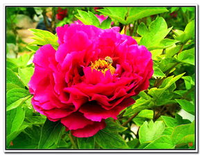 红牡丹唐王维的古诗，红牡丹唐王维