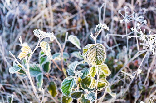 不知明镜里何处得秋霜是什么意思，冷月秋霜是什么意思