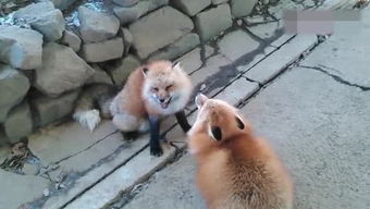 狐狸吵架一派胡言，狐狸吵架的视频