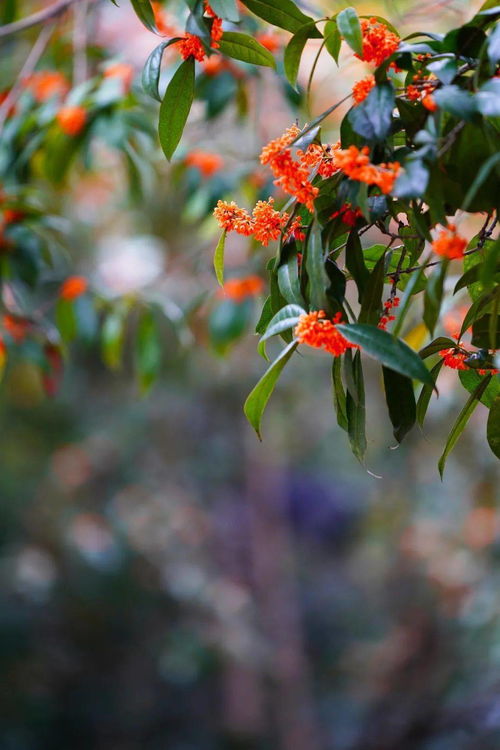 十里飘香是什么意思