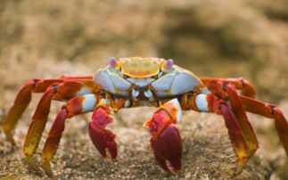 螃蟹英语怎么读turtle，螃蟹英语怎么讲