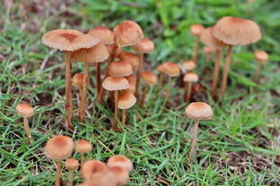 剔字有什么组词