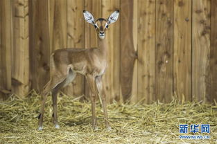 池石镇为什么叫黑斑羚