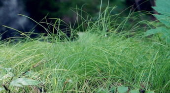 乌拉草是什么东西，乌拉草的拼音