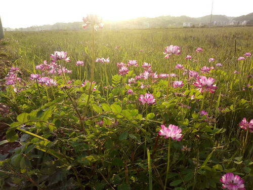 红花草籽多少钱一斤，红花草图片大全大图