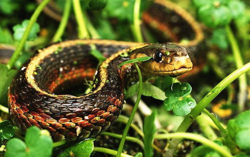 属蛇的今年几岁