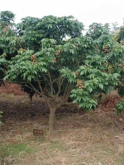 龙眼树施什么肥比较好，龙眼树几年才可以结果