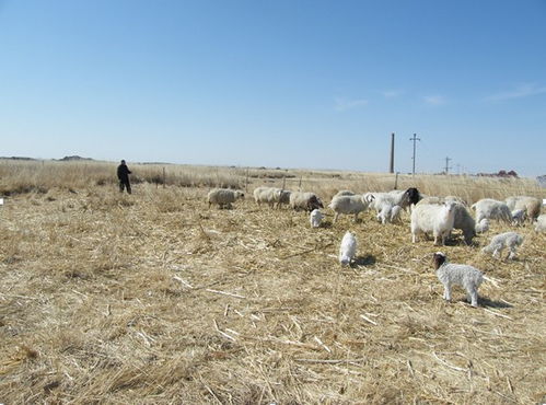 放牧英语，放牧图片