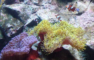 珊瑚是生物吗为什么请说明理由，珊瑚礁是生物吗